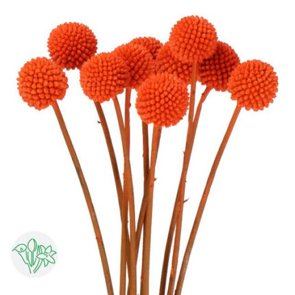 Dried Craspedia Org holl