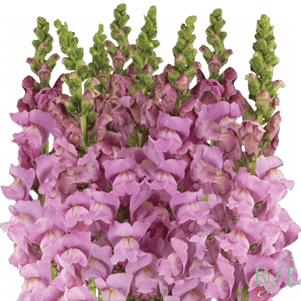 Snapdragon Lg. Lavender can.