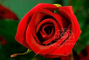 Cherry brandy grande rio