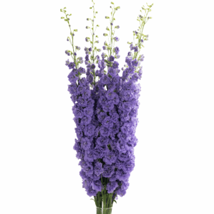 Delph Hybrid Manuela 90cm vall