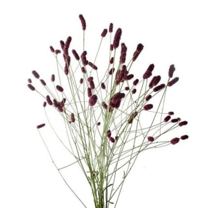 Sanguisorba Officinalis holl
