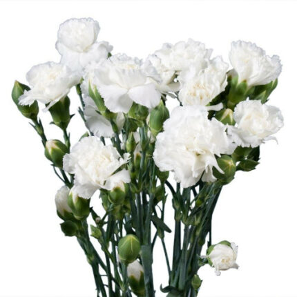 CarnMini White(15case)golden