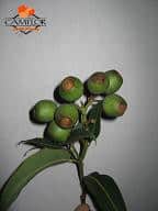 Eucalyptus Pods regional