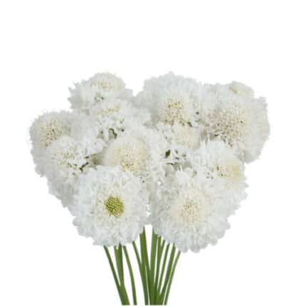 Scabiosa Milky rio