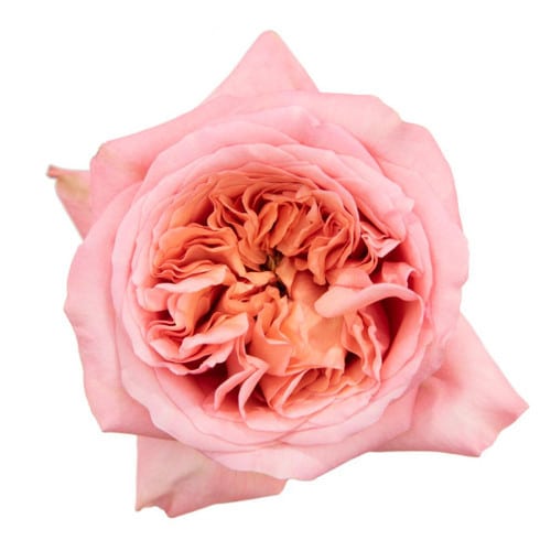 676d2b06-226f-4244-bac9-d1e4266cf4cc.jpg Rose Coral Xpress 50cm flowerc - Image 1