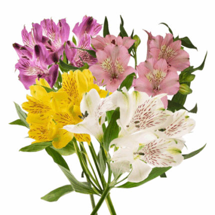 Alstro Asst SpecialMOM(10case)sel sole