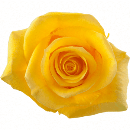 Rose Momentum Rio Priv Coll
