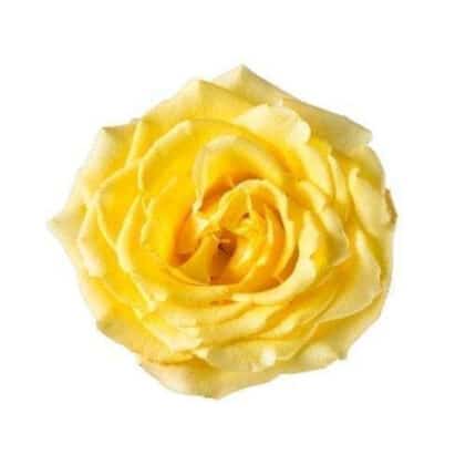 Rose Showtime 50cm esmeralda