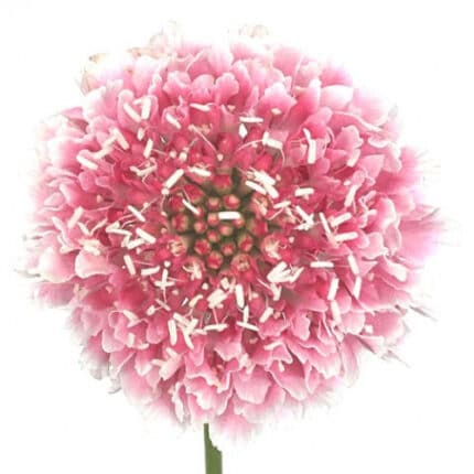 Scabiosa Marshmallow much