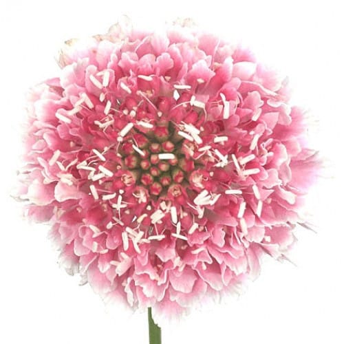 67a145c9-df4d-4f64-b81f-da1bee0e5b7f.jpg Scabiosa Marshmallow much - Image 1