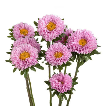 Aster Matsu Pink fresca