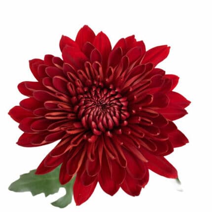 Mum Cremon Red gdns