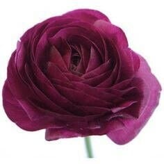 Ranunculus Purple trilogy