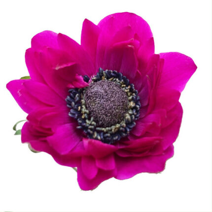 Anemone Fushia Fullstar anton