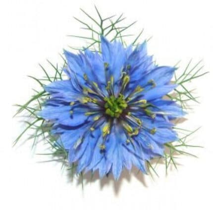 Nigella Blue regional -