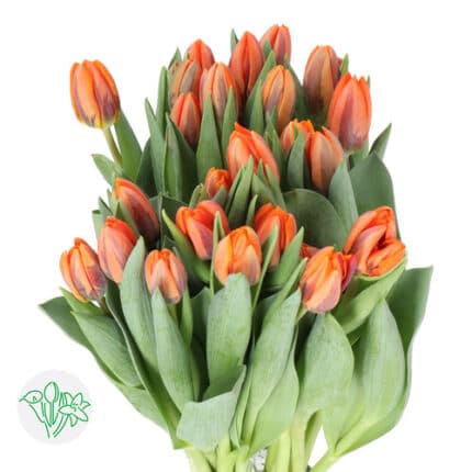 Tulip Orange holl - T ORG HOLL