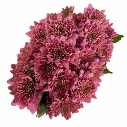 Pom Cushion Prodigy Coral Rio
