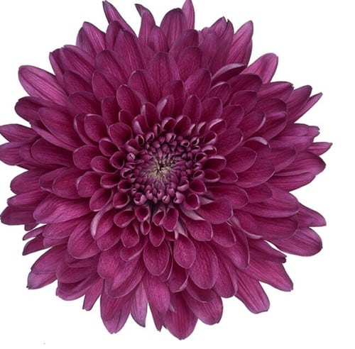 67e05f0c-49d9-4be3-a09a-8264de8922a9.jpg Mum Cremon Purple multiflora - Image 1