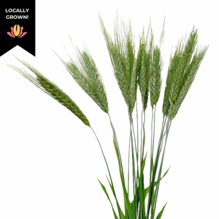 Wheat Green cramer