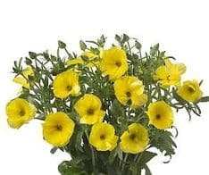Ranunculus Butterfly Yellow hendricks