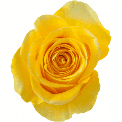 Rose Brighton 50cm misty