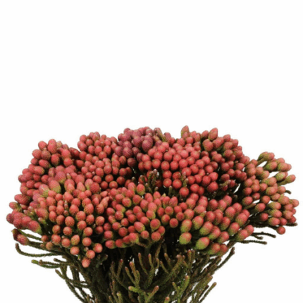 Brunia Red holex Xlarge