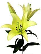 Yelloween lily holl 3+85