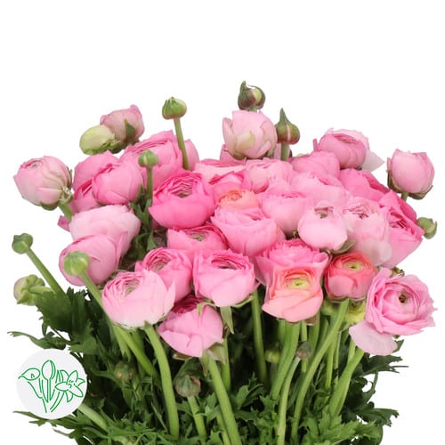 681241e5-99ab-4deb-a02a-db71a3b0861d.jpg Ranunculus Cloni Lady Pink Sup - Image 1
