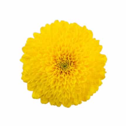 Mum Disbud Pavalov Yellow gdn(5st