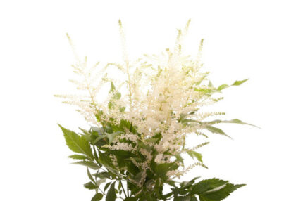 Astilbe White sole