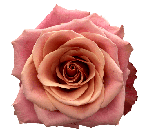 683376b4-8333-42ae-a396-34af559c873f.png Rose Cold Brew 50cm florecal - Image 1