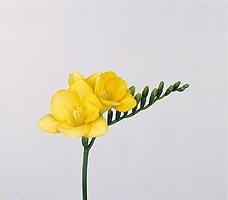 Freesia yellow c.r.