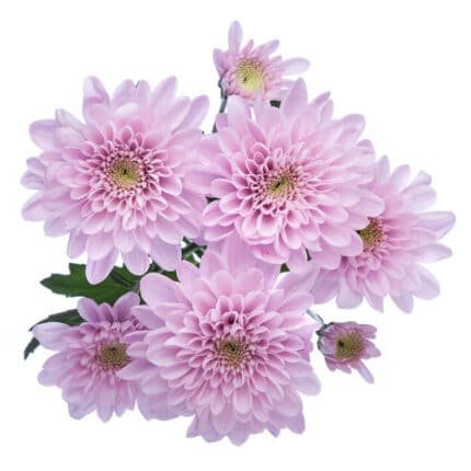 Pom Cushion SuperStarPink GRDN