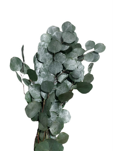 Eucalyptus Silver Dollar Tinted Silver mellano