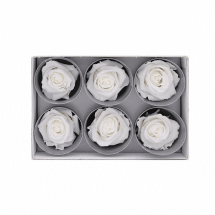 Lulu Rose Box Preserved White(