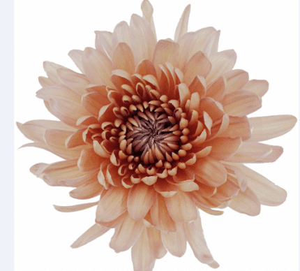 Mum Cremon Linette multiflor