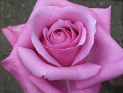Purp frangacia gdn rose alex(1