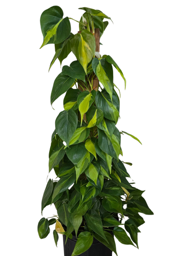 8" Philo Brazil Pole