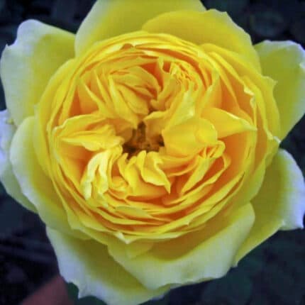 Toulouse laurec gdn rose alex(