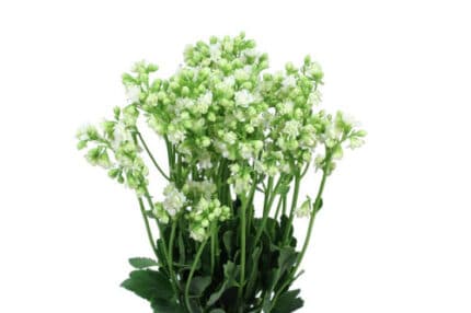 Kalanchoe Tender White florisol(5st)