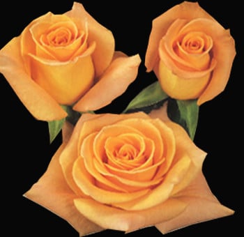 EXOTICA (orange) 60 m.r.