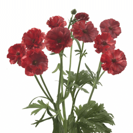 Ranunculus Butterfly Hades s.v