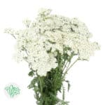 Yarrow Cottage White camflor - Image 2