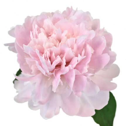 Peony Pecher holl