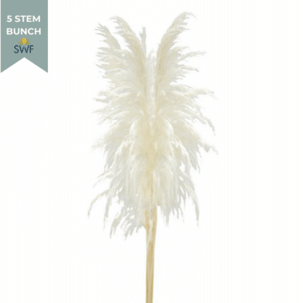 Dried Pampas Grass Selloana Wh
