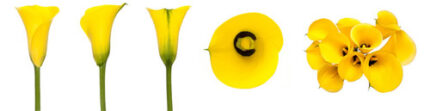 CALLAS yellow petal fr10