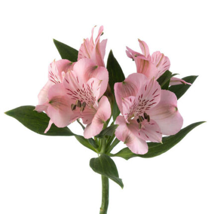 Alstro Light Pink bmrk ss