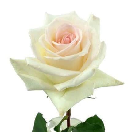Rose Crystal 70cm rprima
