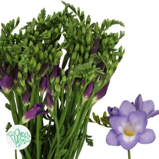 Freesia Palermo holl