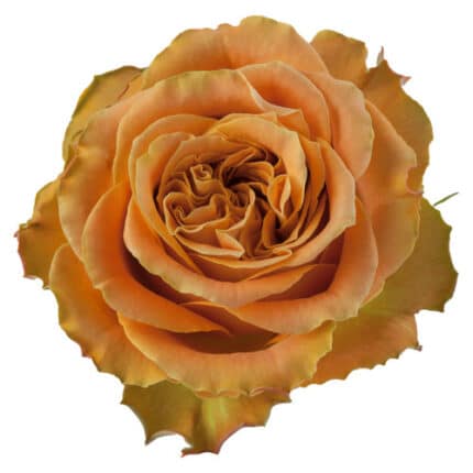Rose CopperKiss 60cm rprima